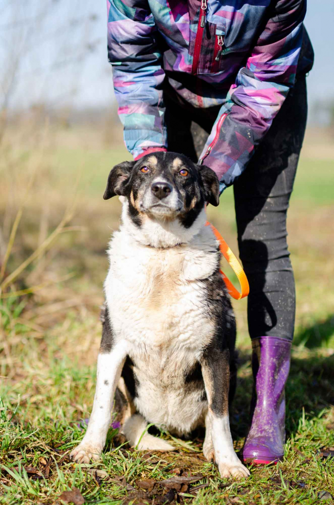 Cola - fantastyczna suczka szuka domu! Olsztyn - zdjęcie 4