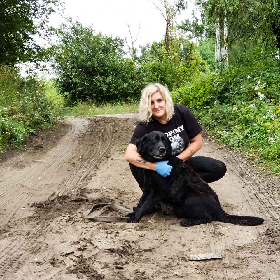 Turbo kontaktowy, piękny pies w typie labradora szuka kochającego domu Polesie - zdjęcie 4