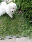 Samoyed
