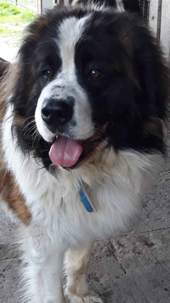 Moskiewski pies stróżujący Bernardyn Kaukaz Kangal Owczarek Koluszki - zdjęcie 11