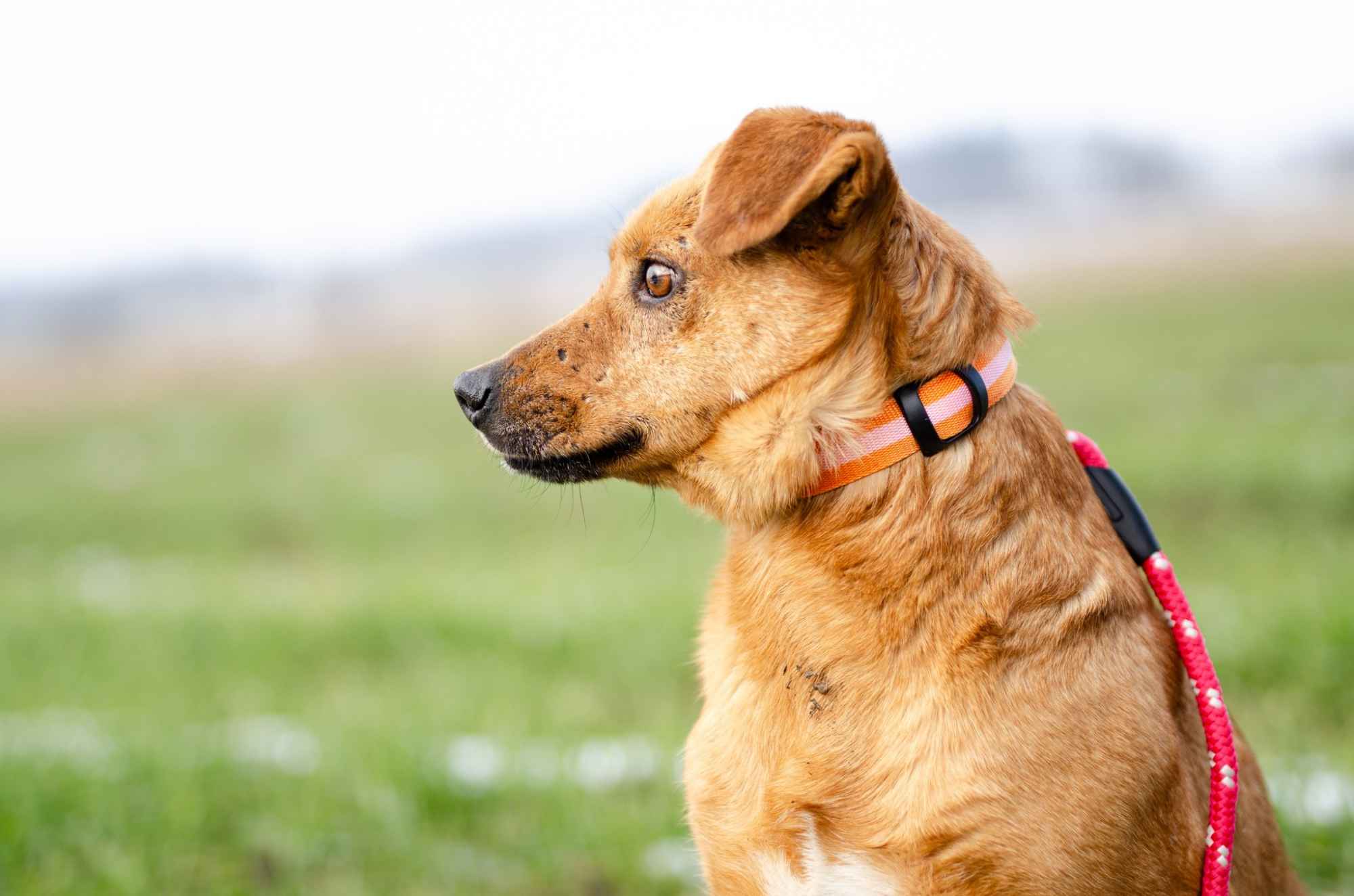 Rożek - cudowny psiak szuka pilnie kochajacego domu Olsztyn - zdjęcie 5