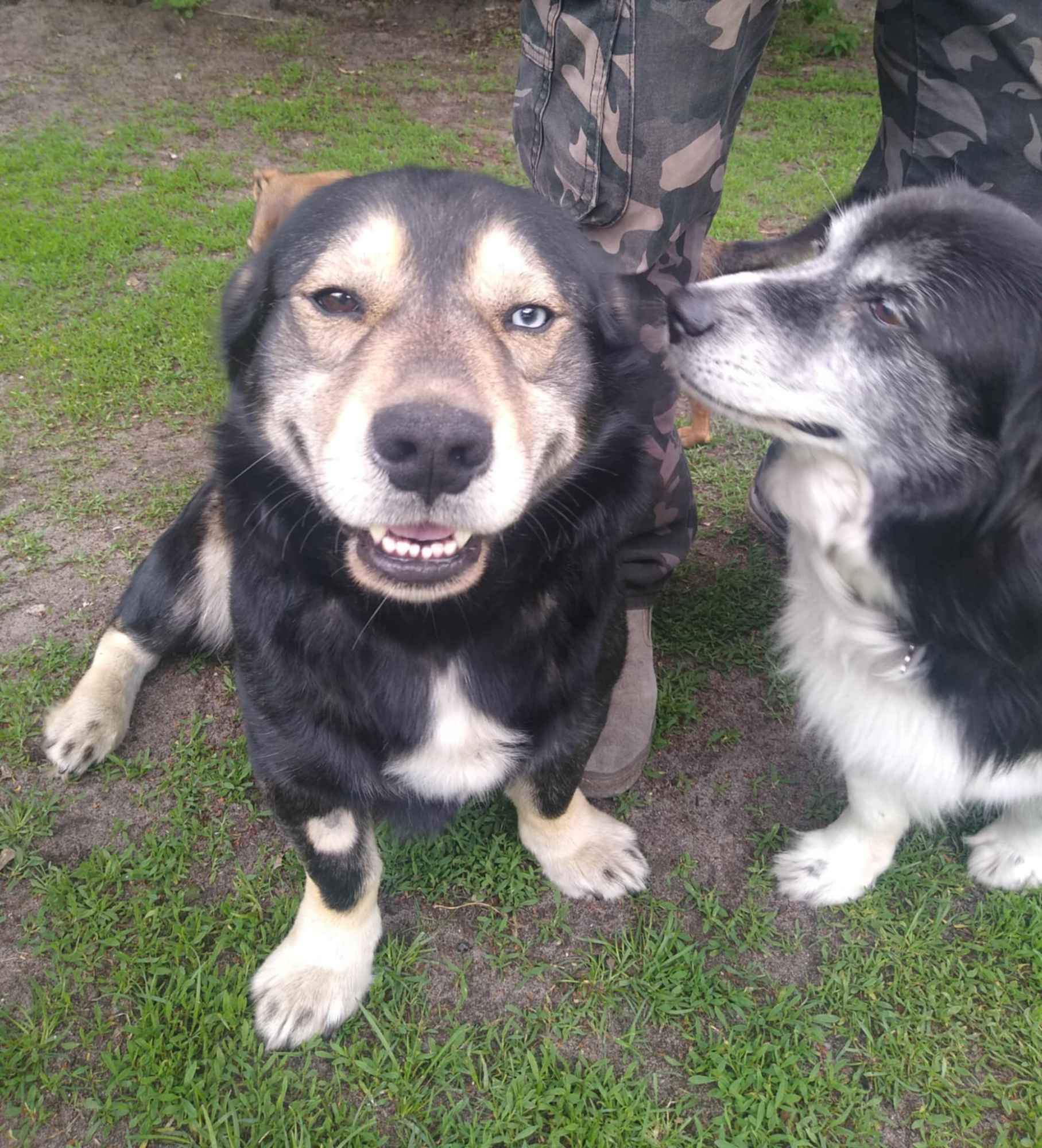 Minihusky, miastowy, wychowany CORGI mix Olsztyn - zdjęcie 5