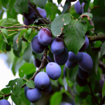 Sprzedam śliwki węgierki