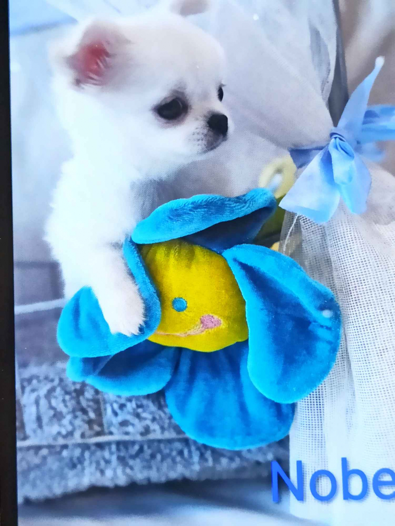 Chihuahua FCI. Rodowód. Grudziądz - zdjęcie 2