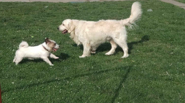 Szczeniaki / psy Golden Retriever Związek Kynologiczny FCI Wadowice - zdjęcie 6