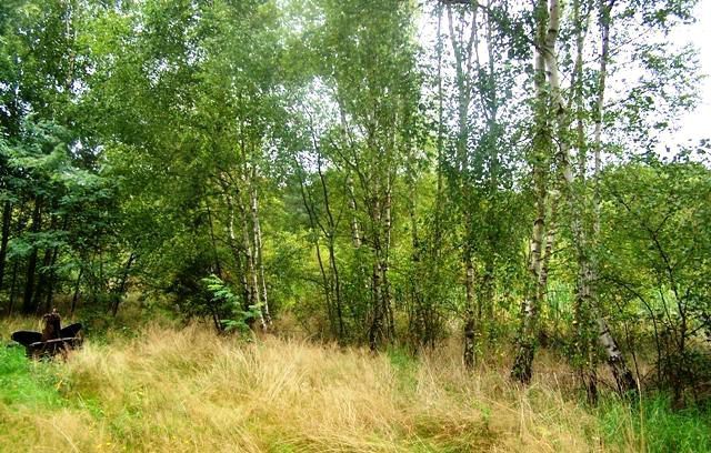 Zainwestuj na obszarze Natura 2000 Puszcza Notecka Marylin - zdjęcie 3