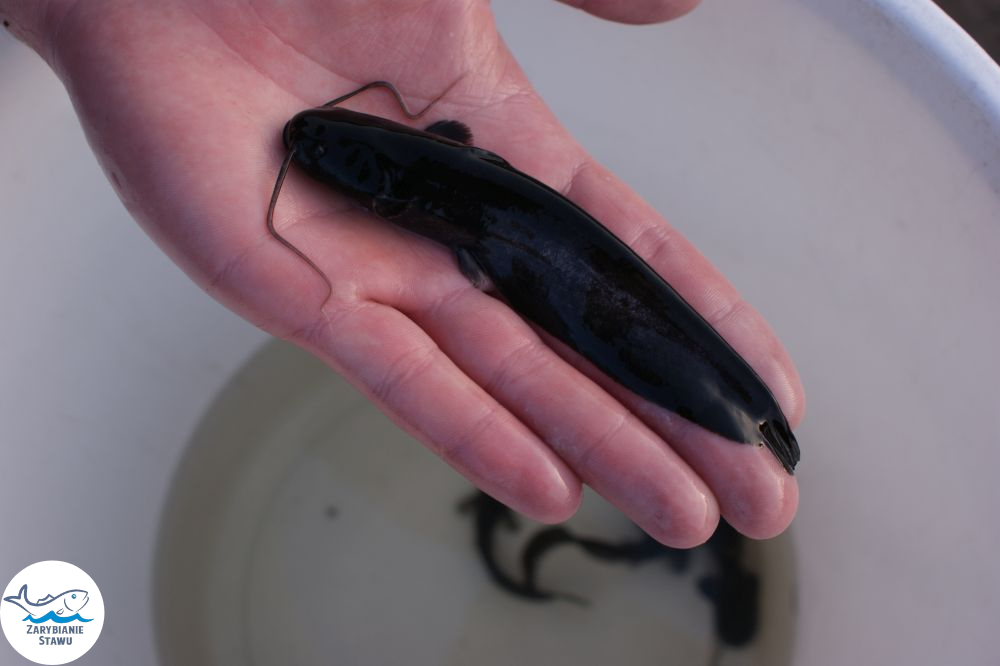 Narybek karp amur tołpyga (węgorz lin sum sandacz jesiotr) Biała Podlaska - zdjęcie 7