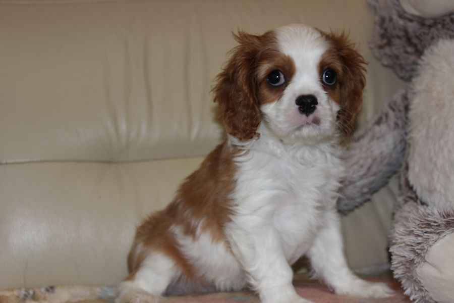 Cavalier King Charles Spaniel-szczeniaczek ZKwP Aleksandria - zdjęcie 1