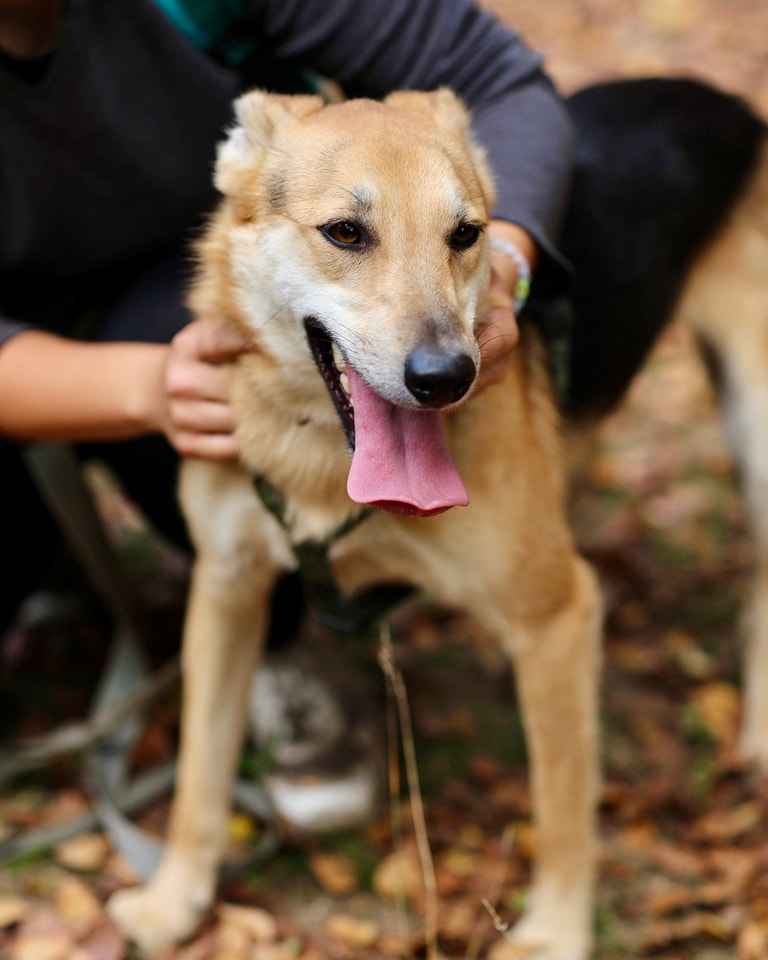 Jerry - od szczeniaka w schronisku, nigdy nie miał domu! Pomóż! :( Mokotów - zdjęcie 7