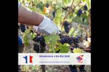 Winobranie 2026