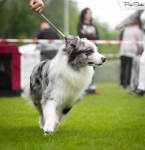 Border Collie ZKwP/FCI Szczyrk - zdjęcie 7