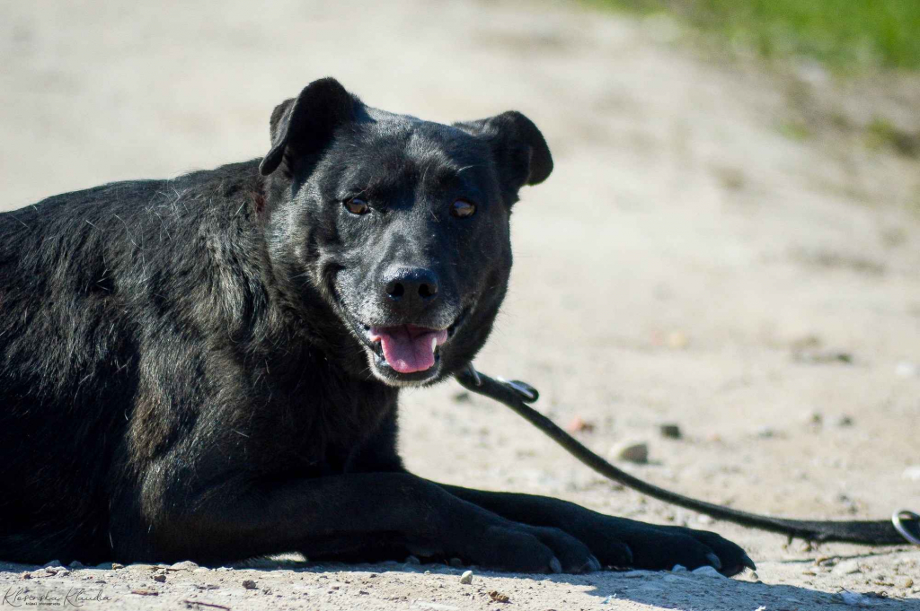 Armia - łagodna, delikatna sunia szuka domu! Olsztyn - zdjęcie 4