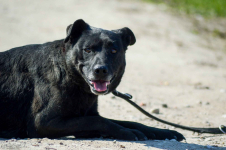 Armia - łagodna, delikatna sunia szuka domu! Olsztyn - zdjęcie 4