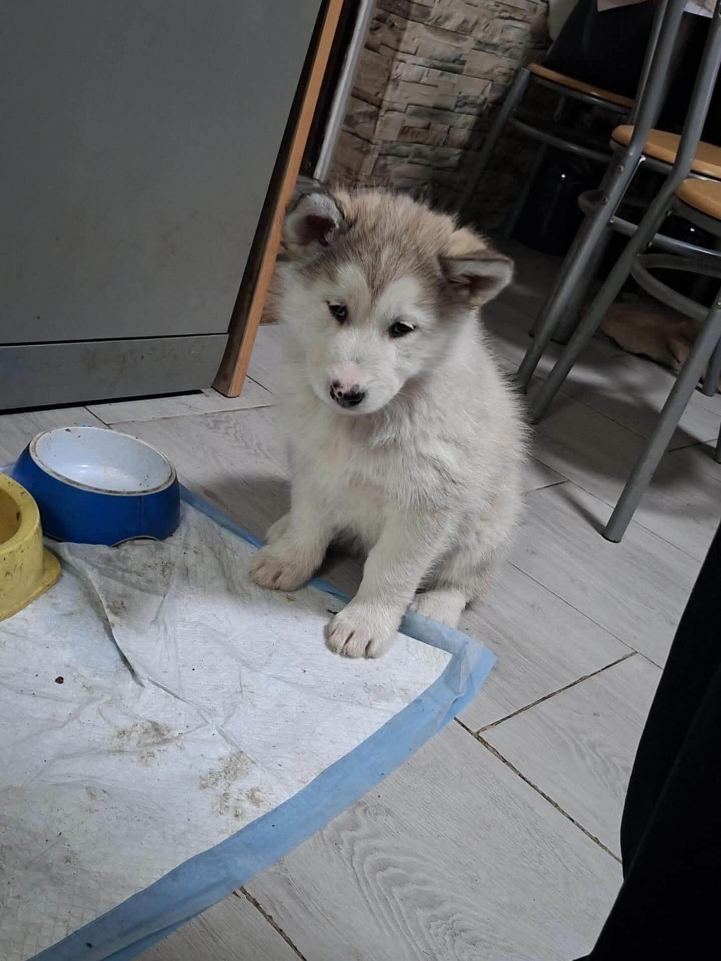 Alaskan malamute Bogurzyn - zdjęcie 5