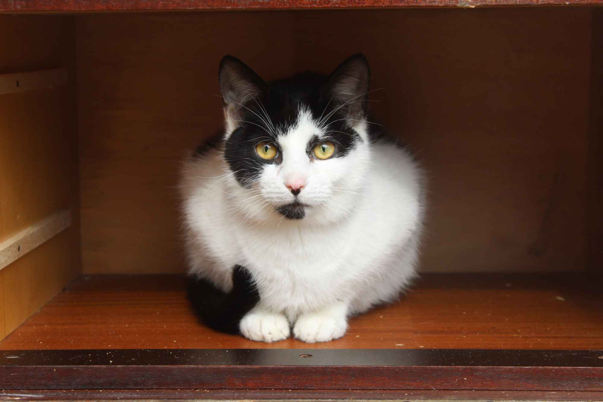 Alpro - młody, delikatny koteczek szuka domu! Olsztyn - zdjęcie 1