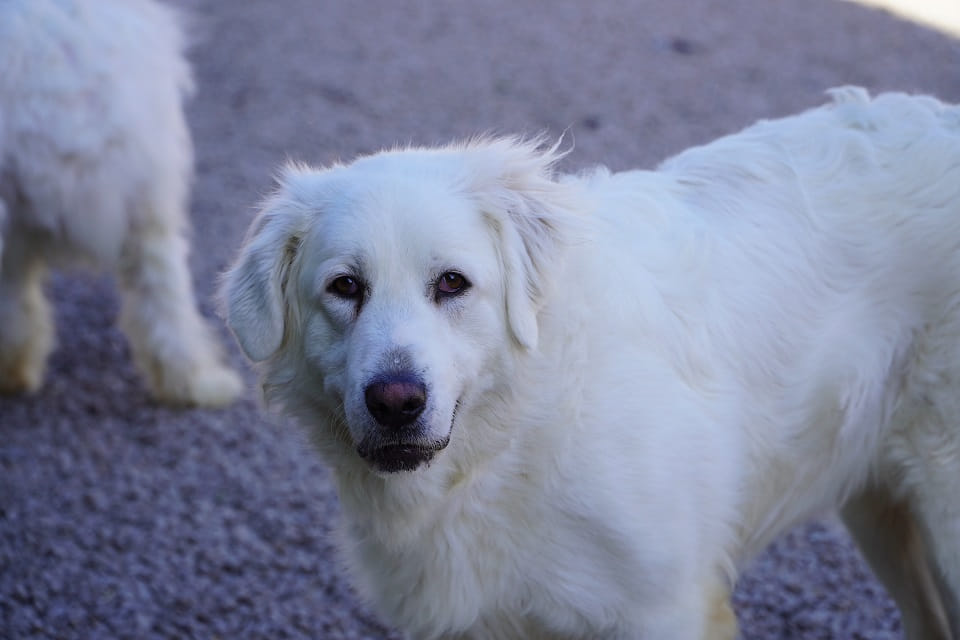 Asia szuka domu 🤍 Łętkowice - zdjęcie 1