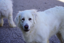 Asia szuka domu 🤍