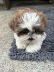 Hodowla psów rasowych Shihtzu Psie Pole - zdjęcie 4