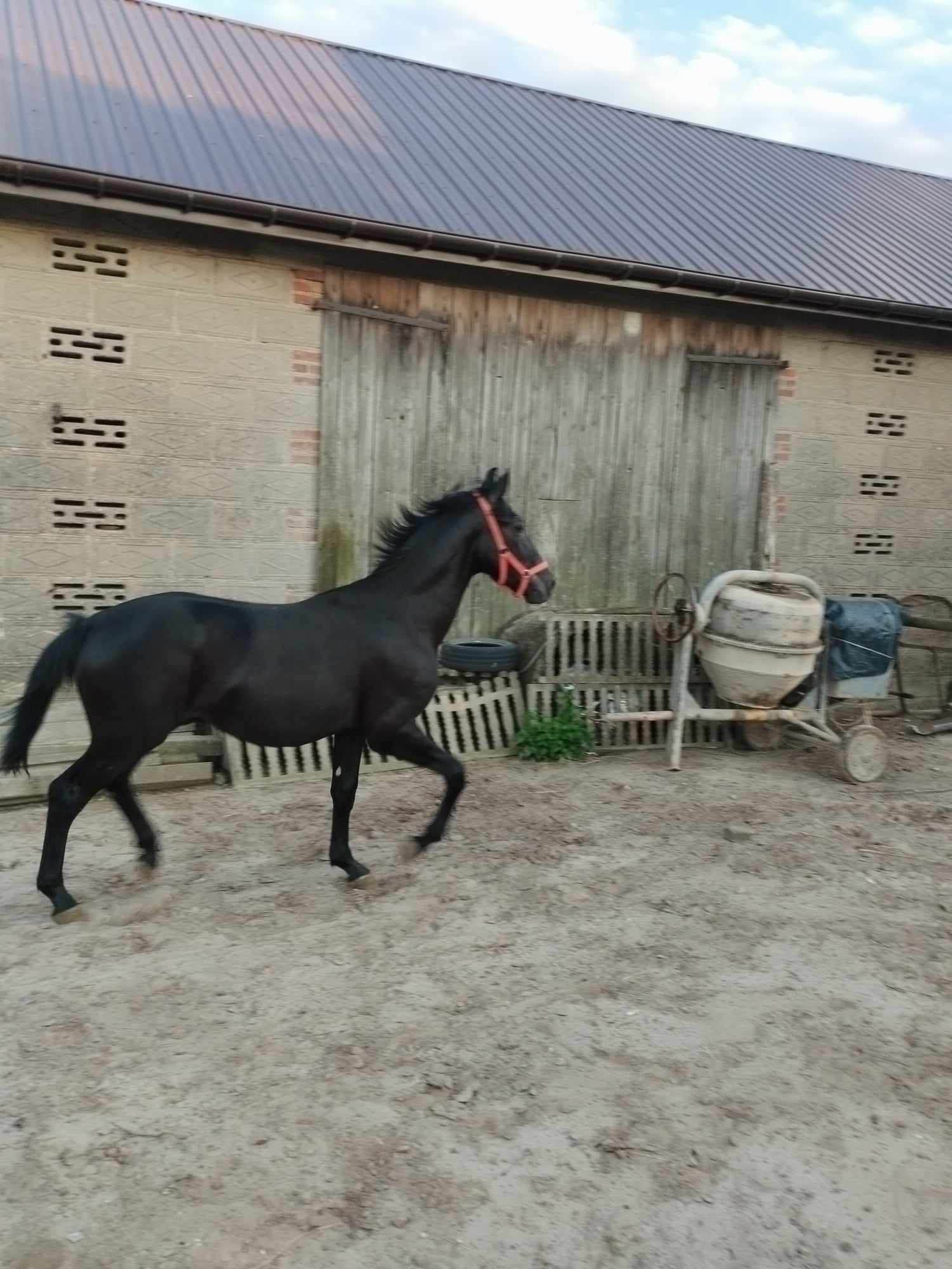 Sprzedam rocznego ogierka maści siwej Malanów - zdjęcie 2