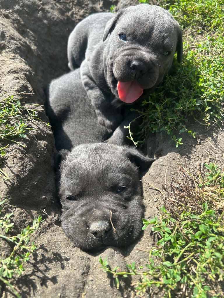 Szczeniaki Cane Corso Gołcza - zdjęcie 4