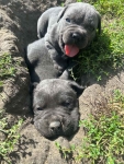 Szczeniaki Cane Corso Gołcza - zdjęcie 4