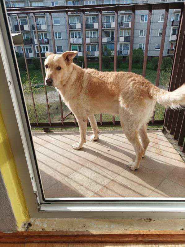 FIGO cudny spory pies szuka domu Bydgoszcz - zdjęcie 2