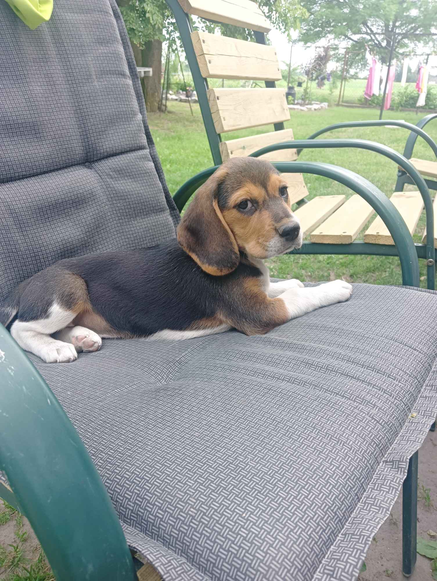 Suczki Beagle tricolor szukają domów Wronowo - zdjęcie 2