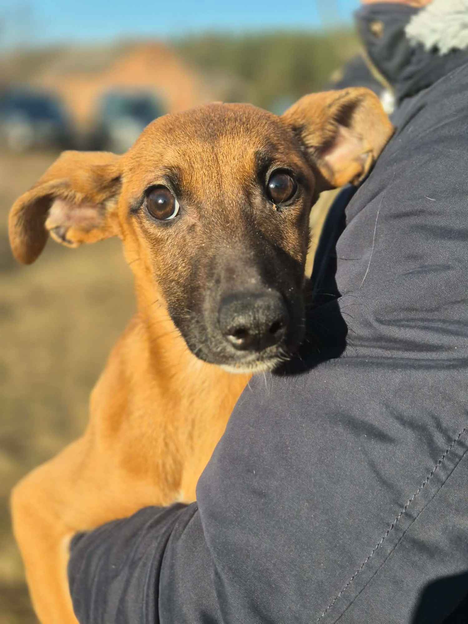Pelasia - SZCZENIAK, cudna sunia do pokochania! Olsztyn - zdjęcie 5