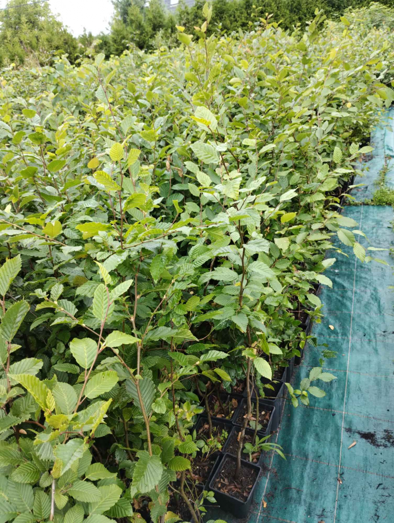 Grab pospolity sadzonki 150cm w doniczkach Carpinus betulus Buczków - zdjęcie 3