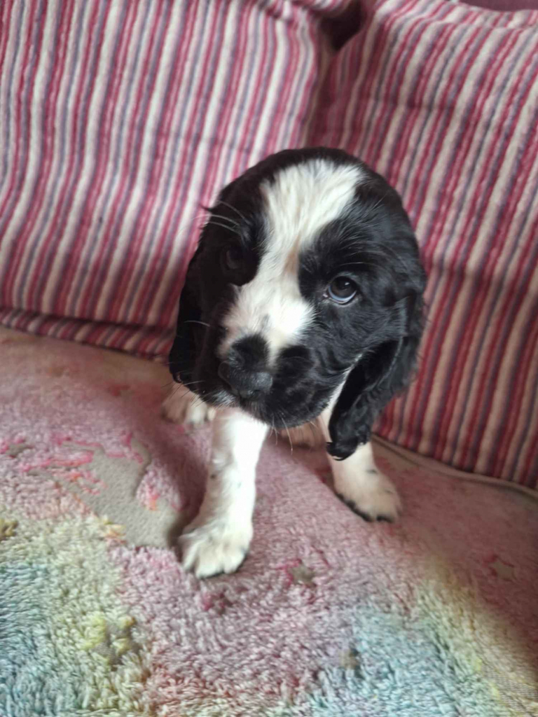 Cockier spaniel Elbląg - zdjęcie 4