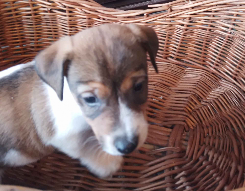 Sprzedam psa Jack russell terrier Łobodno - zdjęcie 3