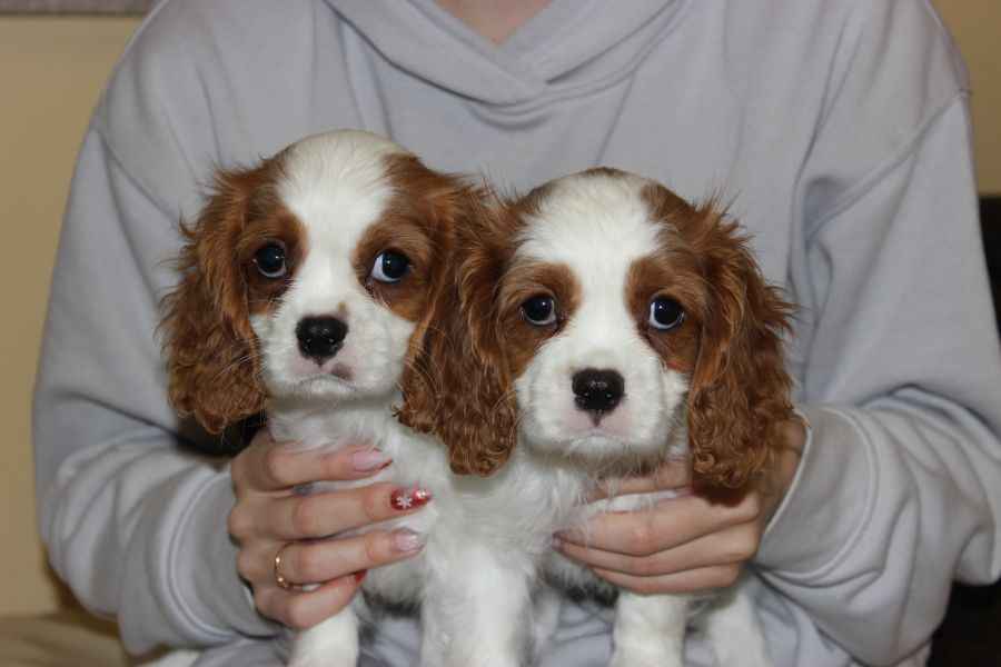 Cavalier King Charles Spaniel-szczeniaczek ZKwP Aleksandria - zdjęcie 2
