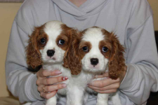 Cavalier King Charles Spaniel-szczeniaczek ZKwP Aleksandria - zdjęcie 2