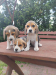 Beagle szczeniaki