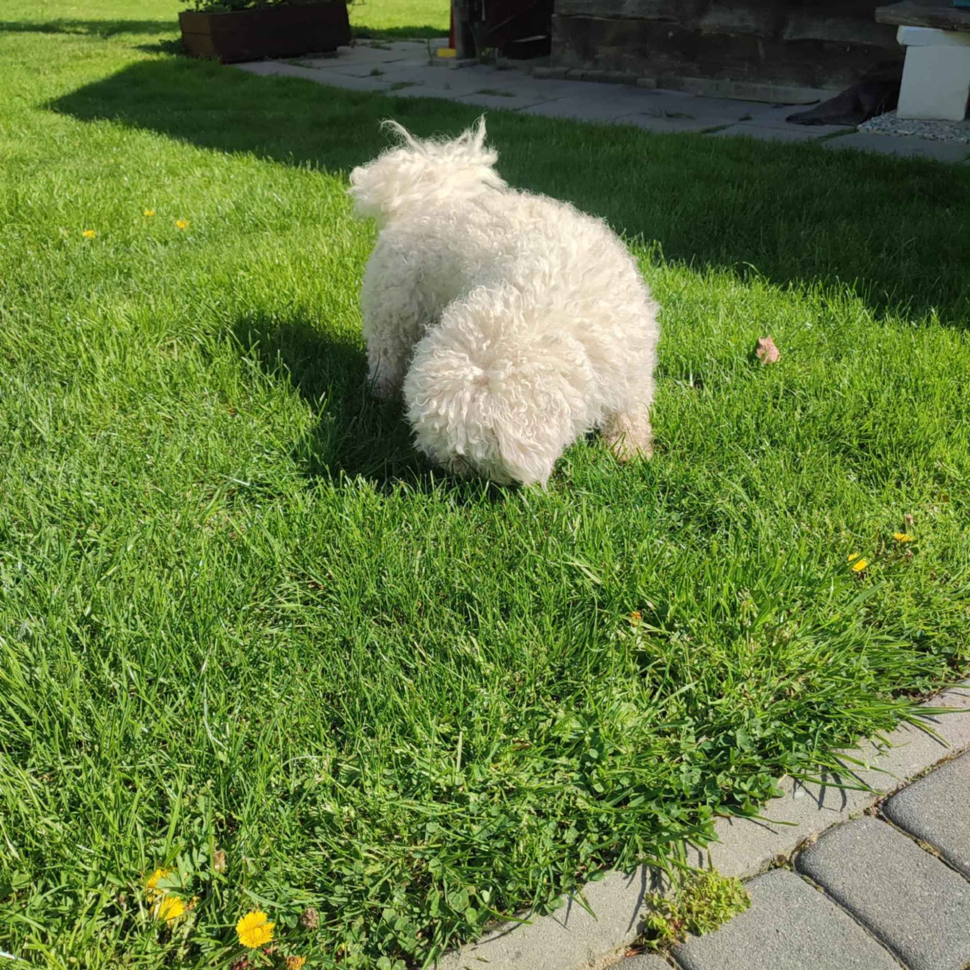 Bichon Frese / FCI Pilzno - zdjęcie 3