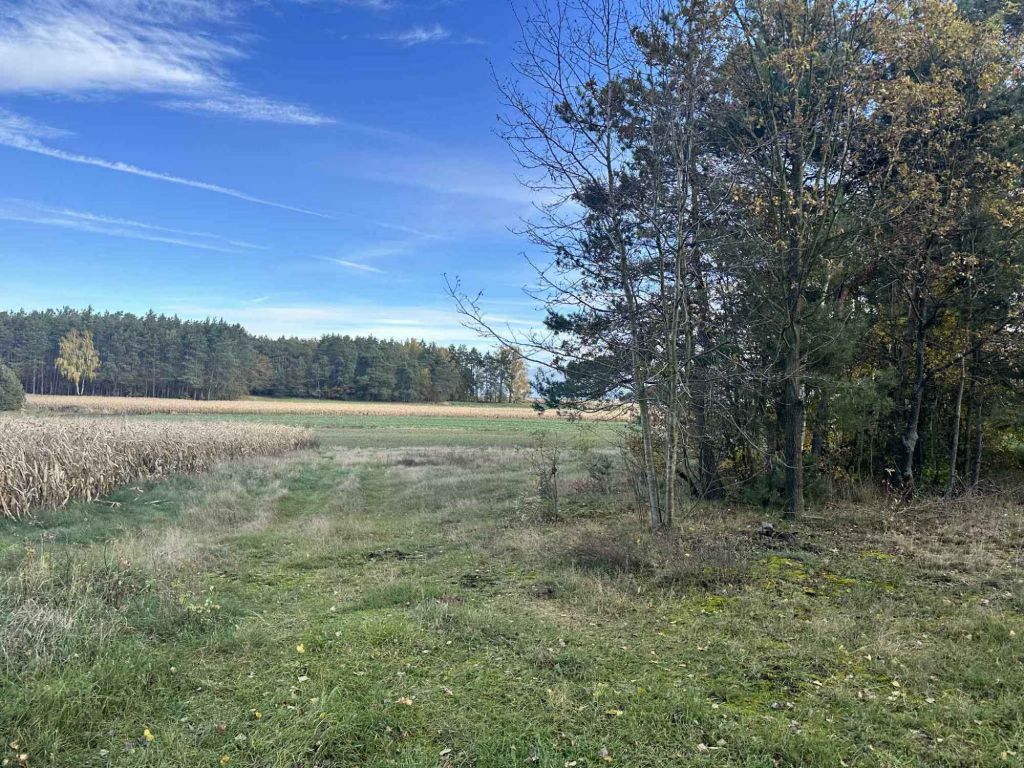 Działka budowlana na sprzedaż 4800 m 2, Gmina Brójce, Pałczew Pałczew - zdjęcie 3