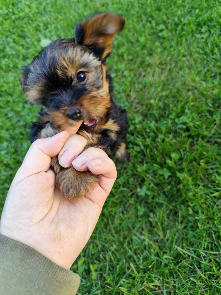 York Terrier Bakałarzewo - zdjęcie 4