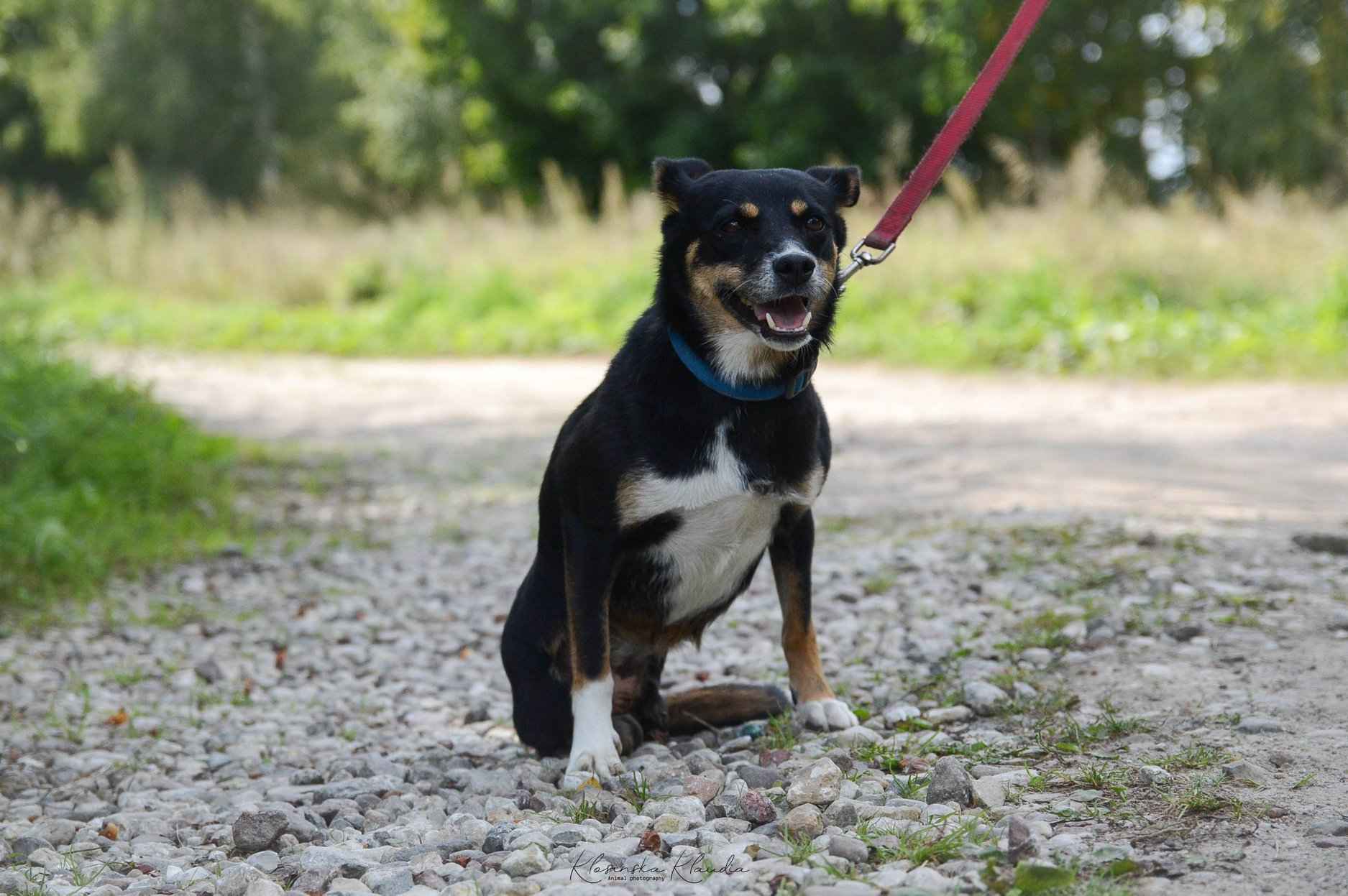 Natka - wyjątkowa sunia szuka domu! Olsztyn - zdjęcie 4
