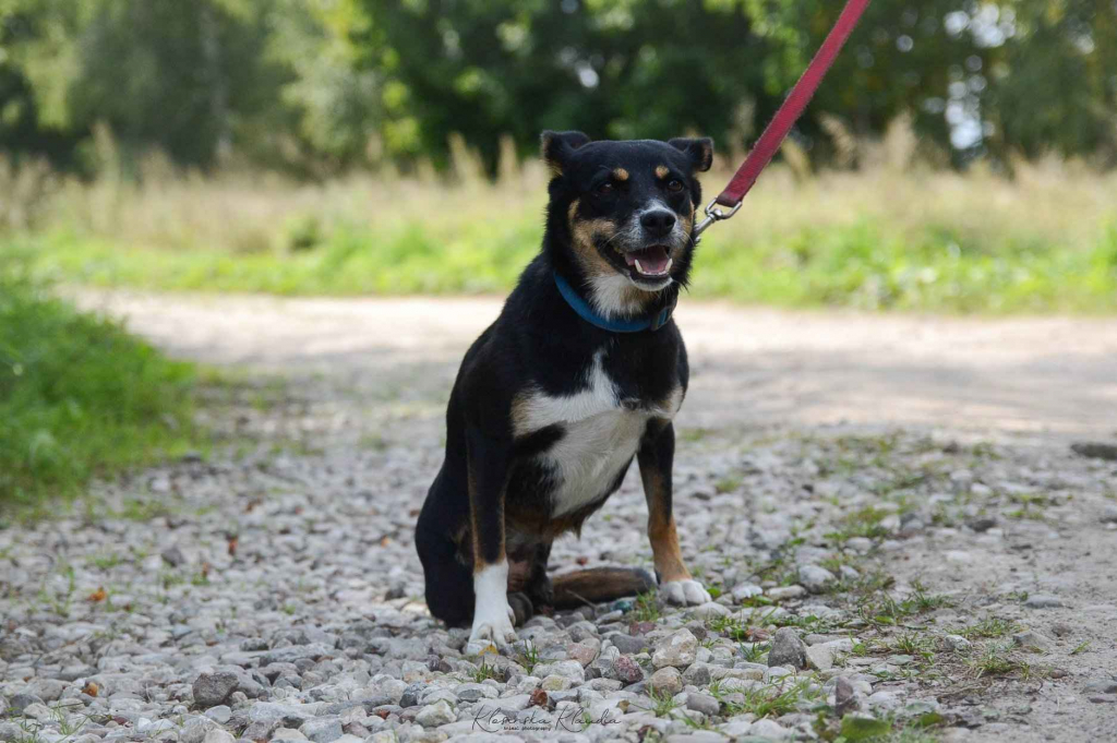 Natka - wyjątkowa sunia szuka domu! Olsztyn - zdjęcie 4