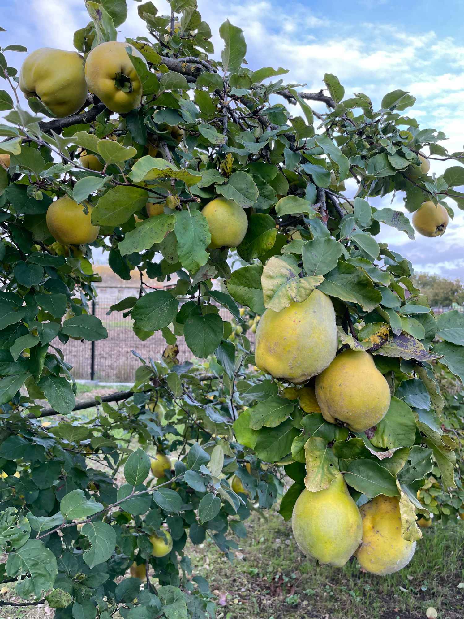 Pigwa - piękne owoce na przetrwory, nalewka pigwowa / Cydonia oblonga Skalbmierz - zdjęcie 4