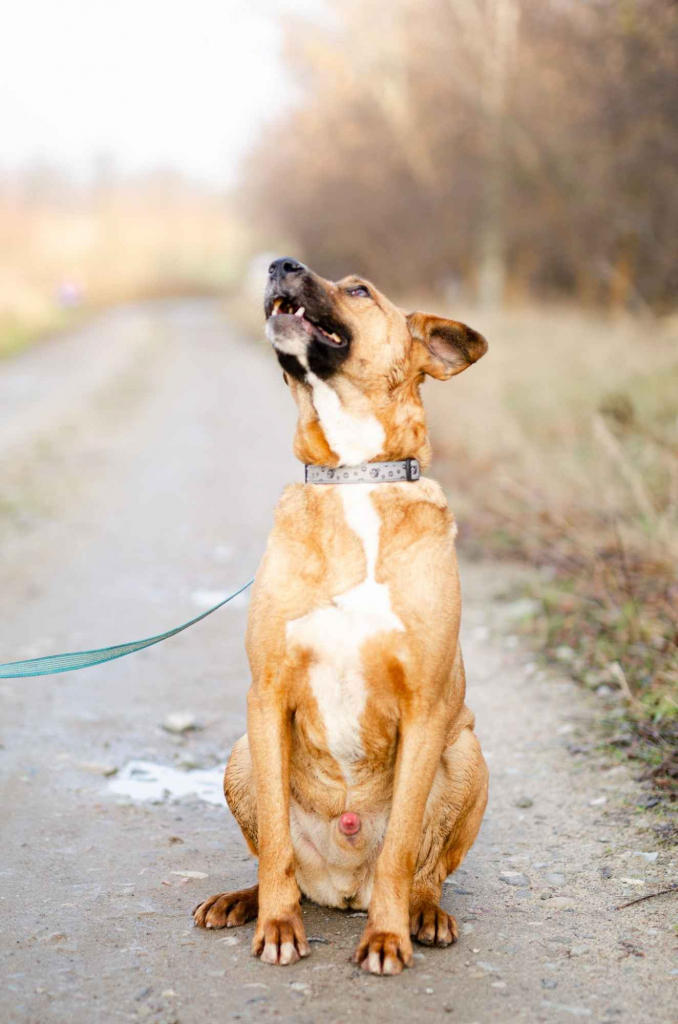 Wesoły Doniu, pogodny psiak szuka domu! Olsztyn - zdjęcie 5