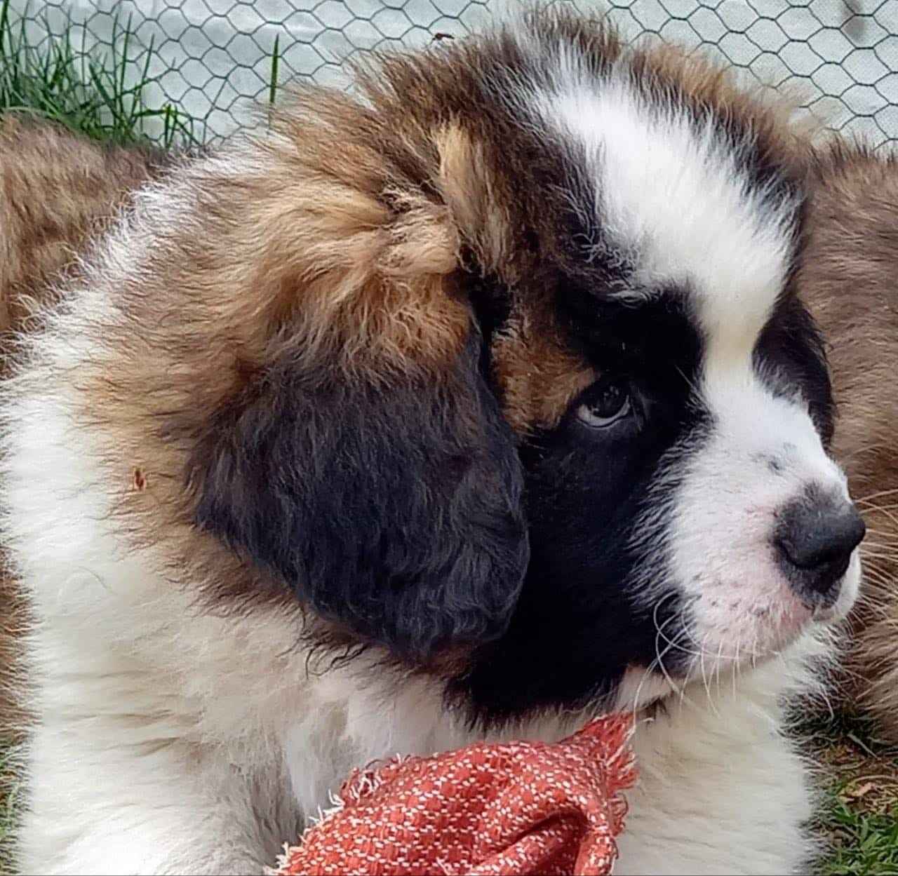 Moskiewski pies stróżujący Bernardyn Kaukaz Kangal Owczarek Koluszki - zdjęcie 12