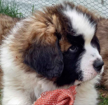 Moskiewski pies stróżujący Bernardyn Kaukaz Kangal Owczarek Koluszki - zdjęcie 12