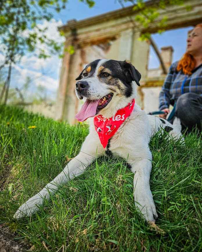 Przekochany, otwarty, absolutnie proludzki pies do adopcji! Bemowo - zdjęcie 2