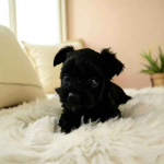 Wybitnie piękny Unikatowy York - Czarny bez podpaleń - Hodowla Legalna Fabryczna - zdjęcie 2