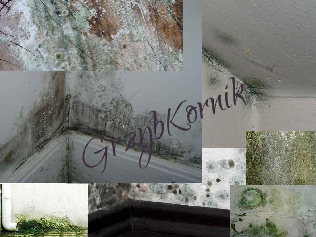 Urządzenie na kornika, kołatti ,spuszczele, grzyba plesń i osuszanie. Wodzisław Śląski - zdjęcie 4