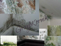 Urządzenie na kornika, kołatti ,spuszczele, grzyba plesń i osuszanie. Wodzisław Śląski - zdjęcie 4