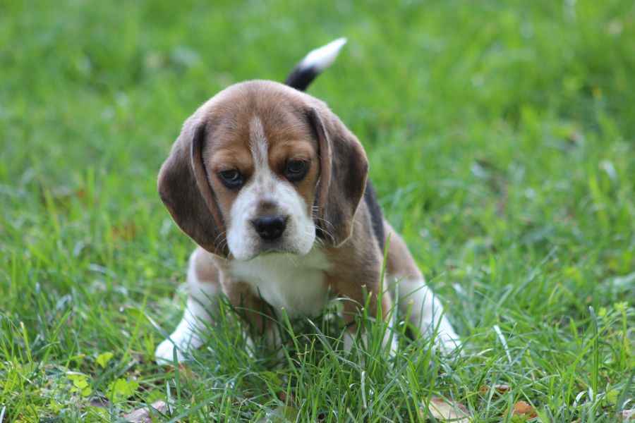 Beagle szczeniaczki ZKwP FCI po Championach Aleksandria - zdjęcie 4