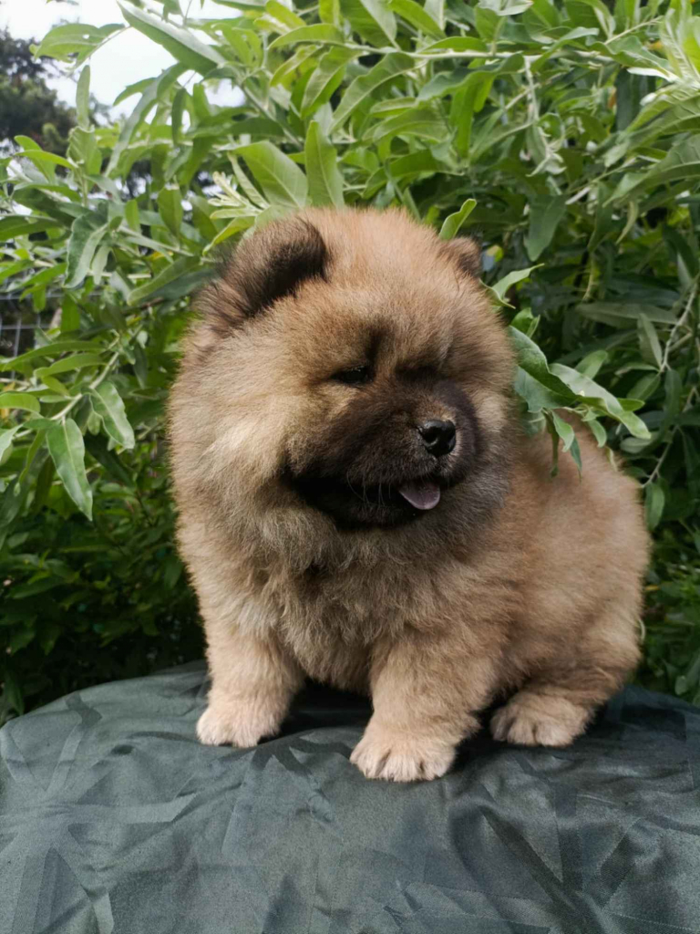 Wzorcowe Chow Chow piękny exterrier rodzice FCI Krapkowice - zdjęcie 5