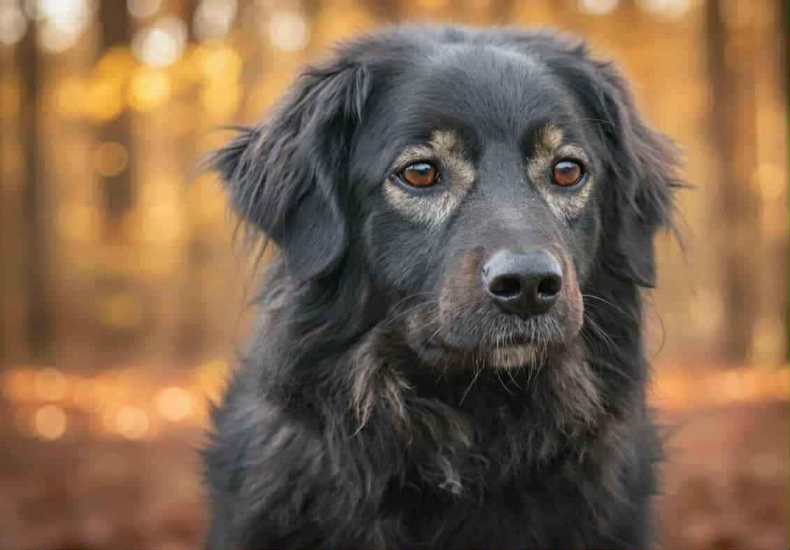 Roki - domowy, młody, przyjazny psiak! Olsztyn - zdjęcie 6